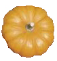 Jack Be Little pumpkin