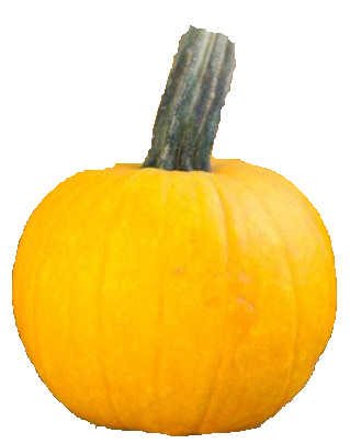 Sunlight hybrid yellow pumpkin