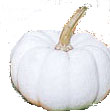 Baby Boo pumpkin