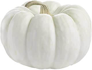 CAsperita mini pumpkin