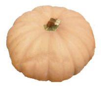 Long Island Cheese pumpkin